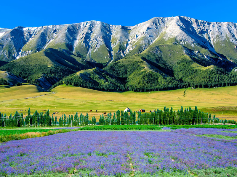 Caravan Bắc - Nam Tân Cương: Chinh phục các cung đường từ sa mạc đến núi non trùng điệp, khám phá vẻ đẹp hoang sơ hùng vĩ của thiên nhiên