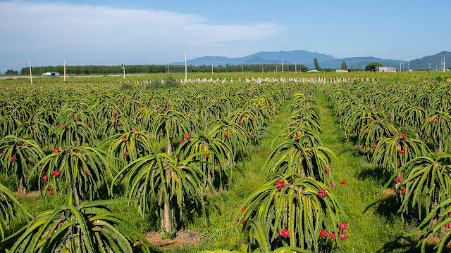 Caravan Bình Thuận: Đức Mẹ Tà Pao - Kê Gà