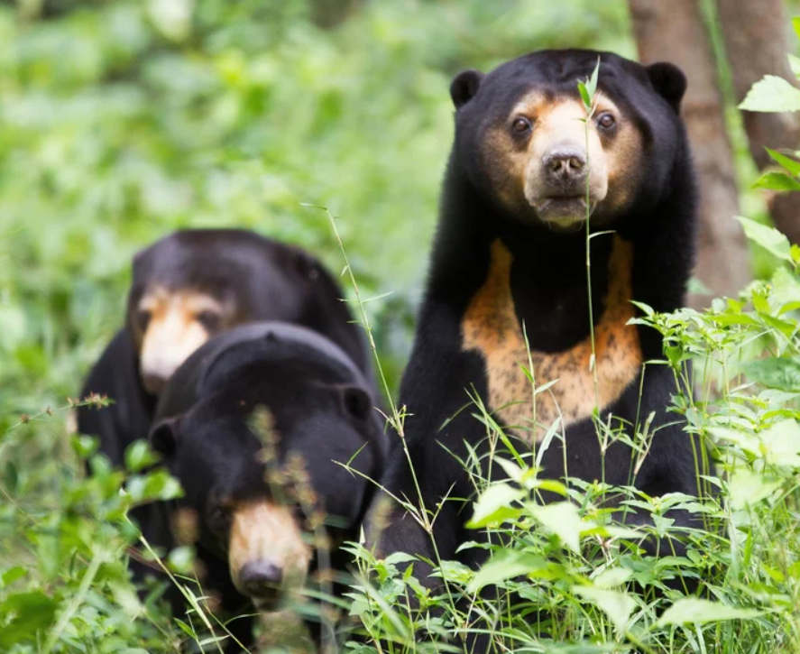 Caravan Lào: Cửa khẩu Lao Bảo - Pak Kading - Vientiane - Vang Vieng - Luang Prabang - Paksan - Cửa khẩu Cầu Treo (trải nghiệm tàu cao tốc)