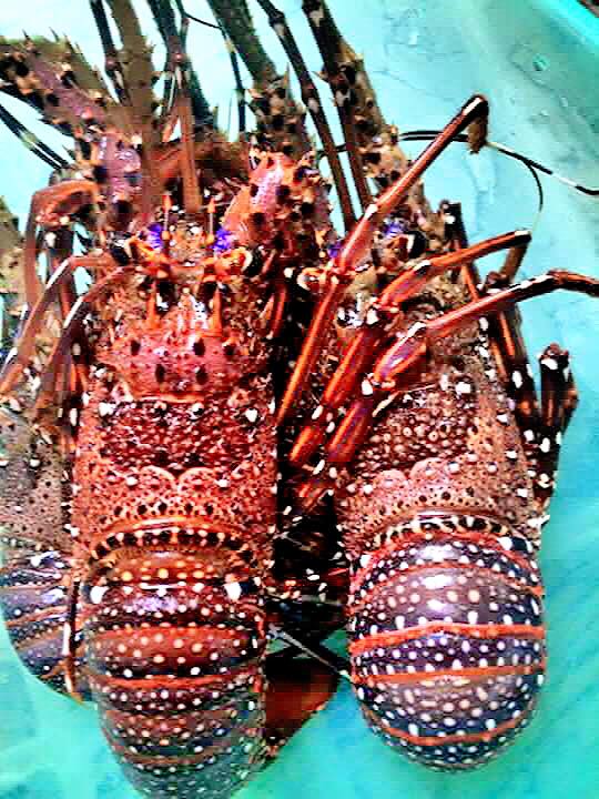 Caravan Bình Thuận: về miền biển đảo hoang sơ, khám phá đảo ngọc Phú Quý