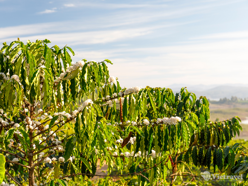 Caravan Chinh phục thác Dray Nur - Buôn Đôn Khám phá hành trình ''Tìm về hương vị cà phê'' - Trải nghiệm ''Văn minh cà phê thiền''