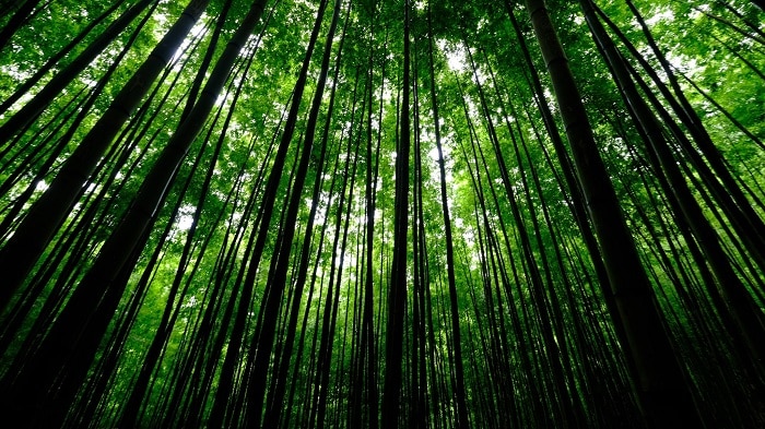 Caravan Tây Bắc mùa lúa chín: Pù Luông - Hòa Bình - Mù Cang Chải - La Pán Tẩn - Tà Xùa