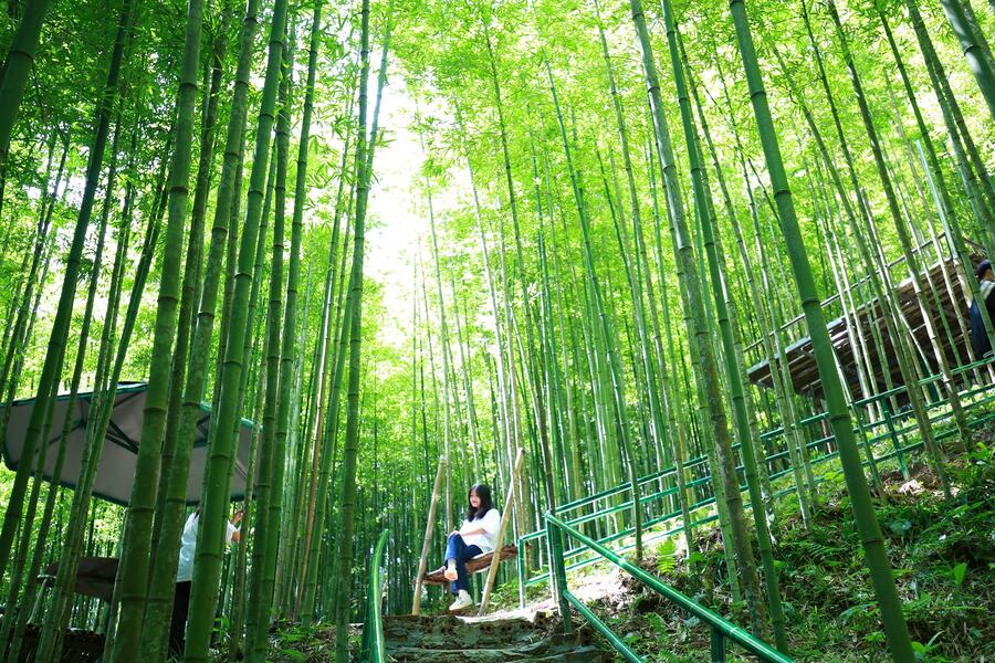 Rừng tr&uacute;c P&uacute;ng Lu&ocirc;ng